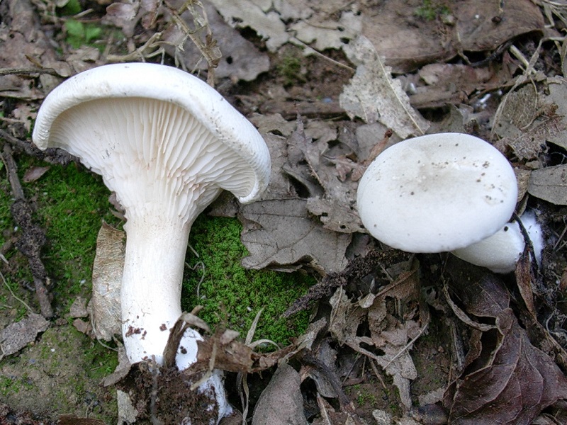 421 Agosto vecchio ritrovamento